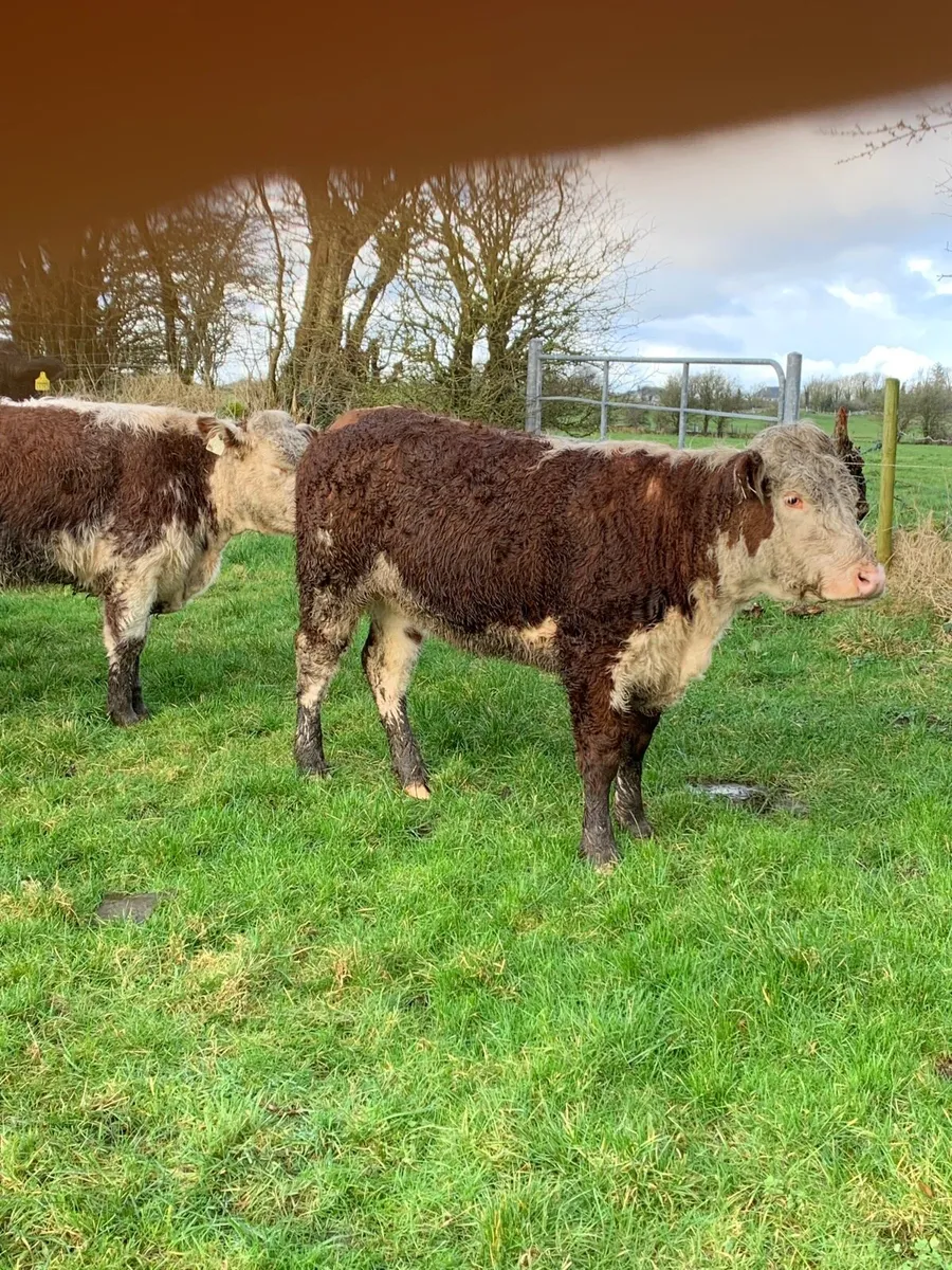 2 Super Red Hereford breeding  heifers for sale - Image 1