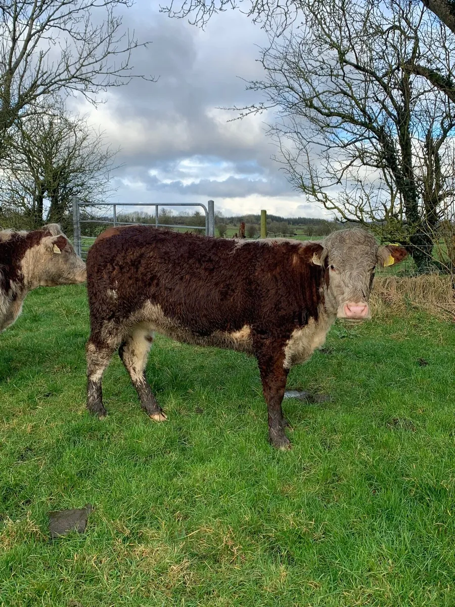 2 Super Red Hereford breeding  heifers for sale - Image 4