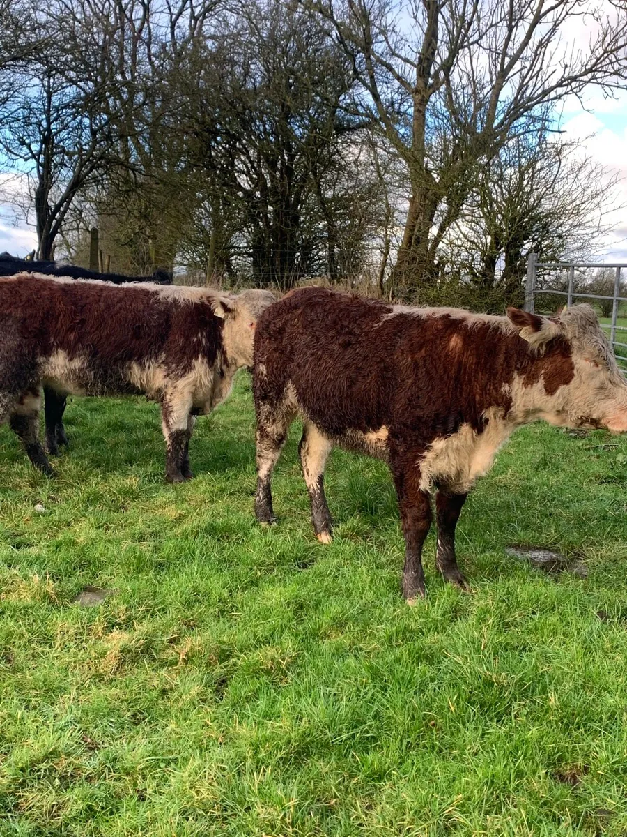 2 Super Red Hereford breeding  heifers for sale - Image 2