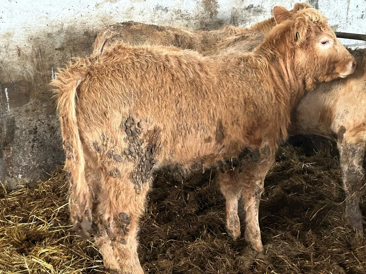 6 smashing golden charlois heifers - Image 3
