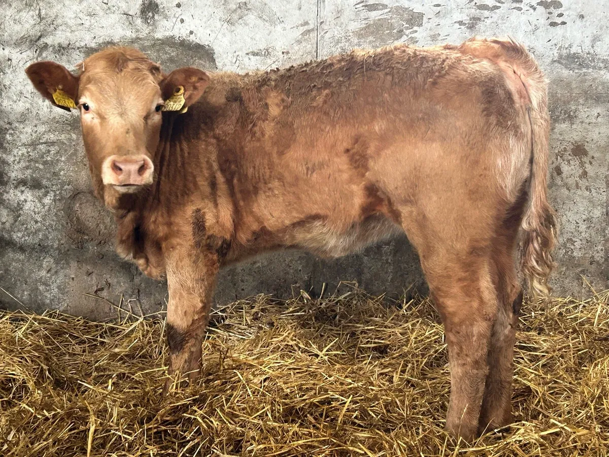 6 smashing golden charlois heifers - Image 4