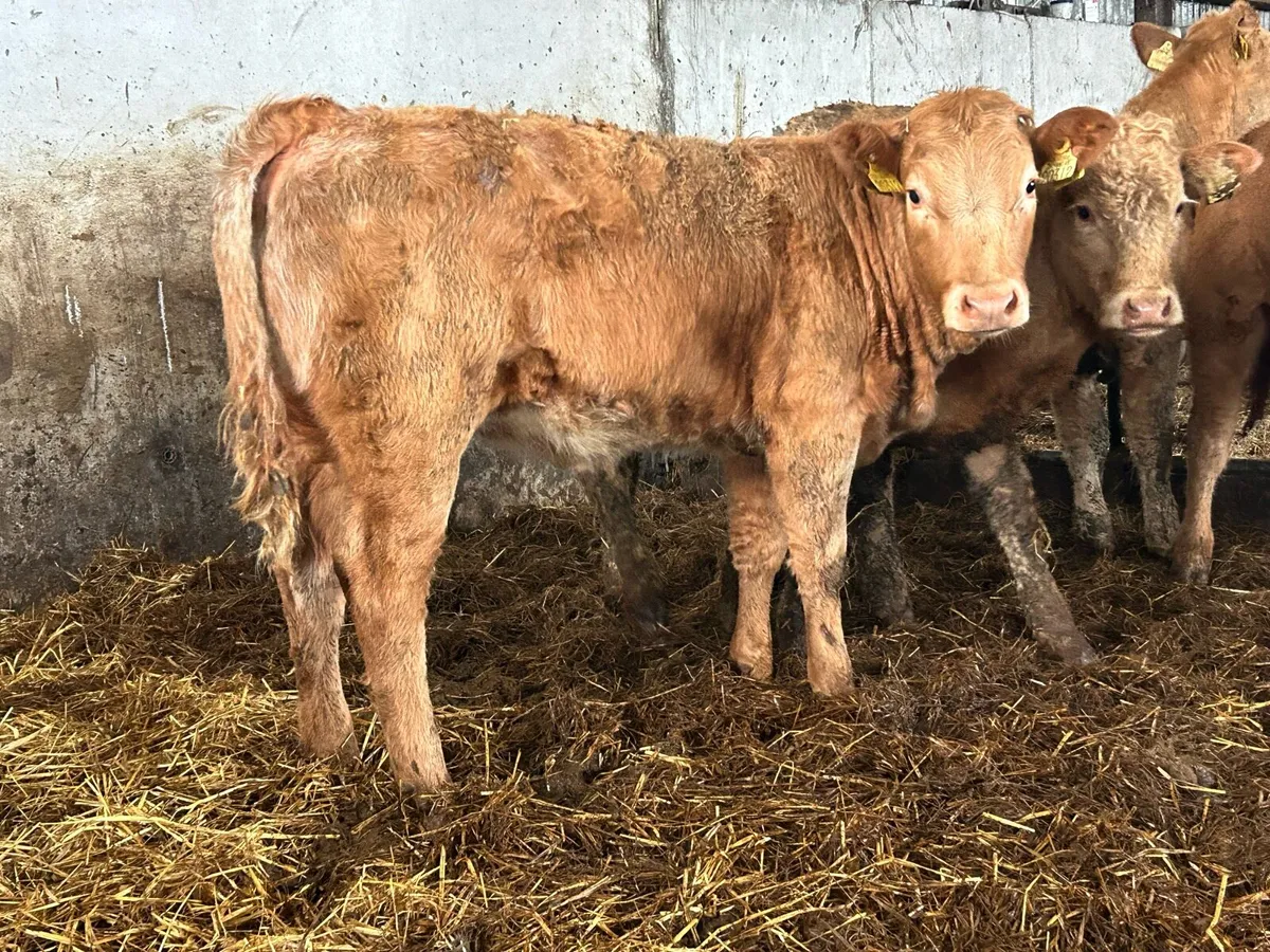 6 smashing golden charlois heifers - Image 1