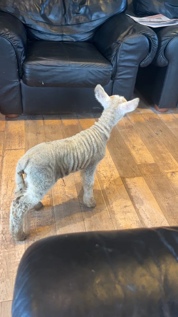 Foster lamb - Image 1