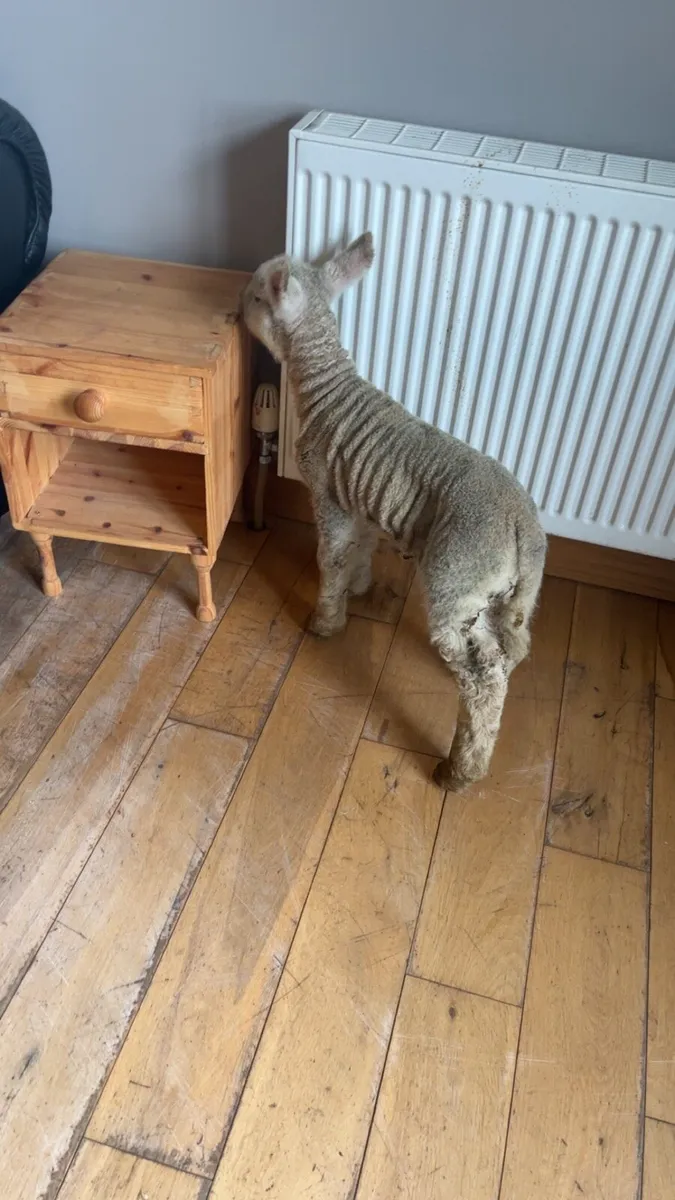 Foster lamb - Image 2