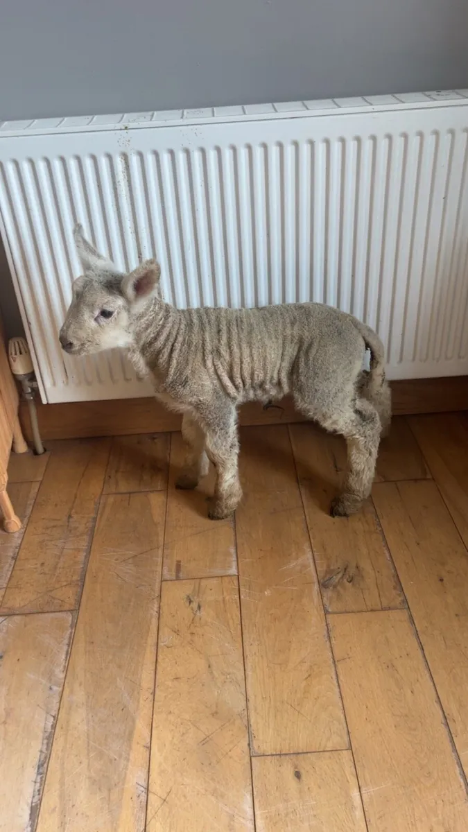 Foster lamb - Image 3