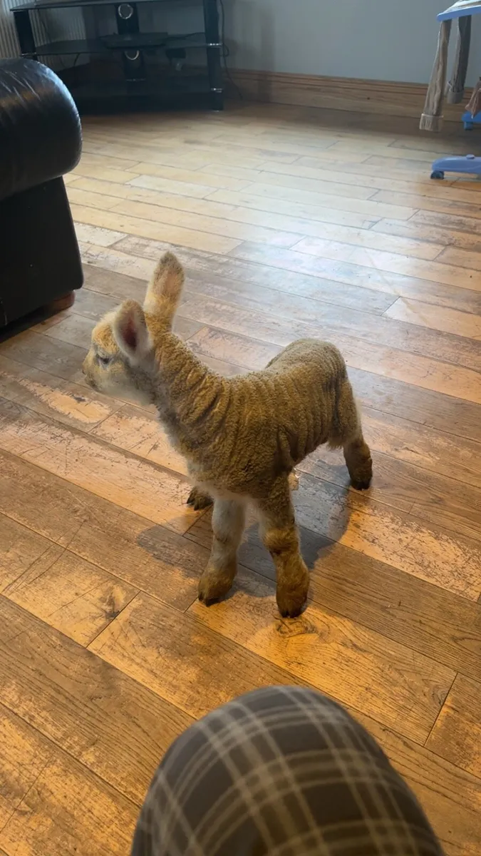 Foster lamb - Image 4