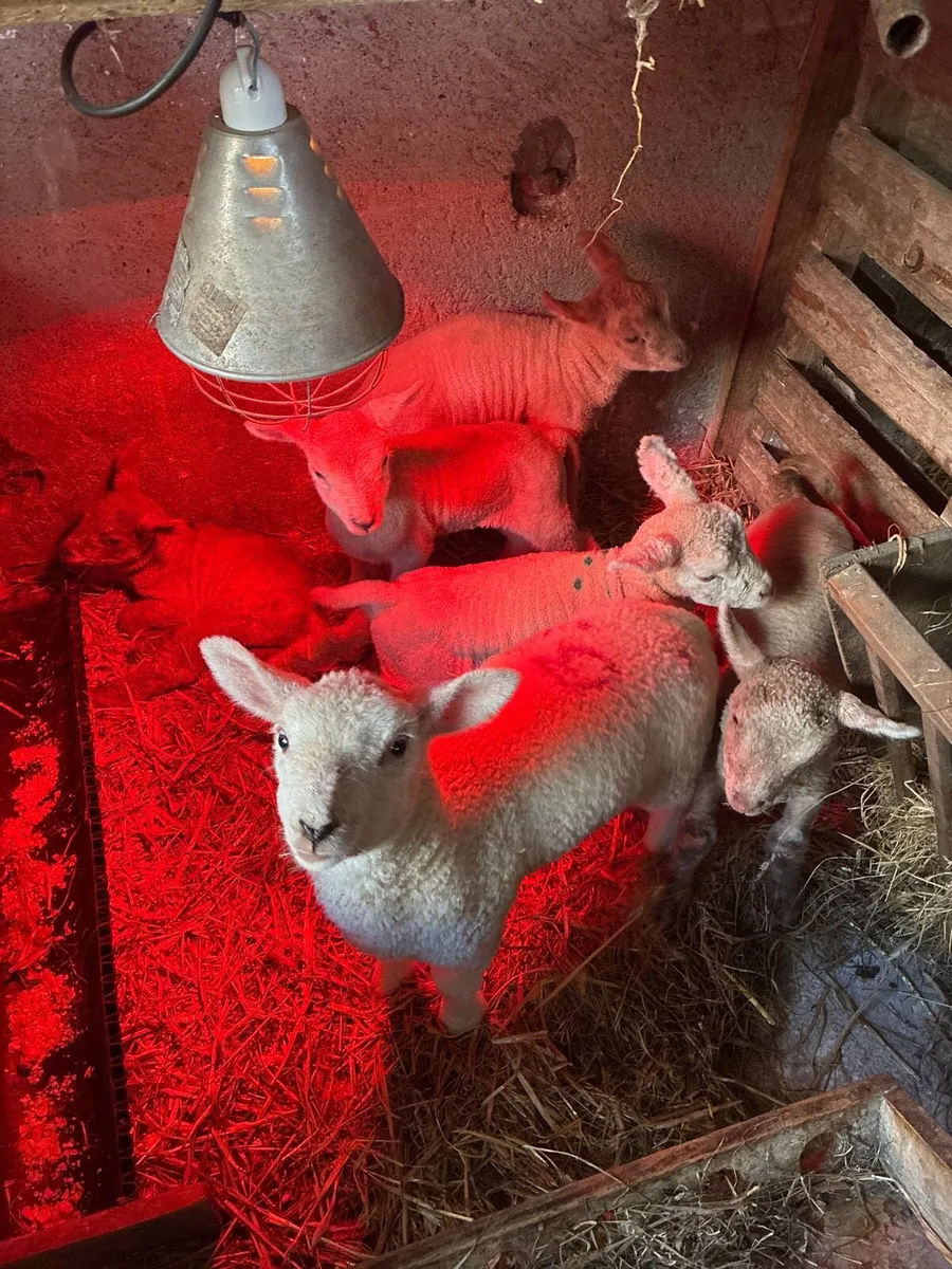 Lambs