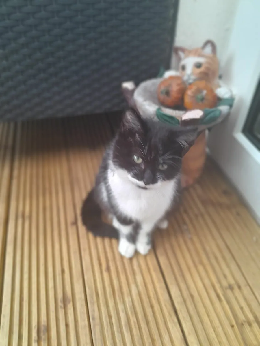 2 kittens for sale - Image 2