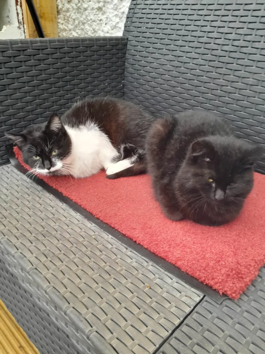 2 kittens for sale - Image 1