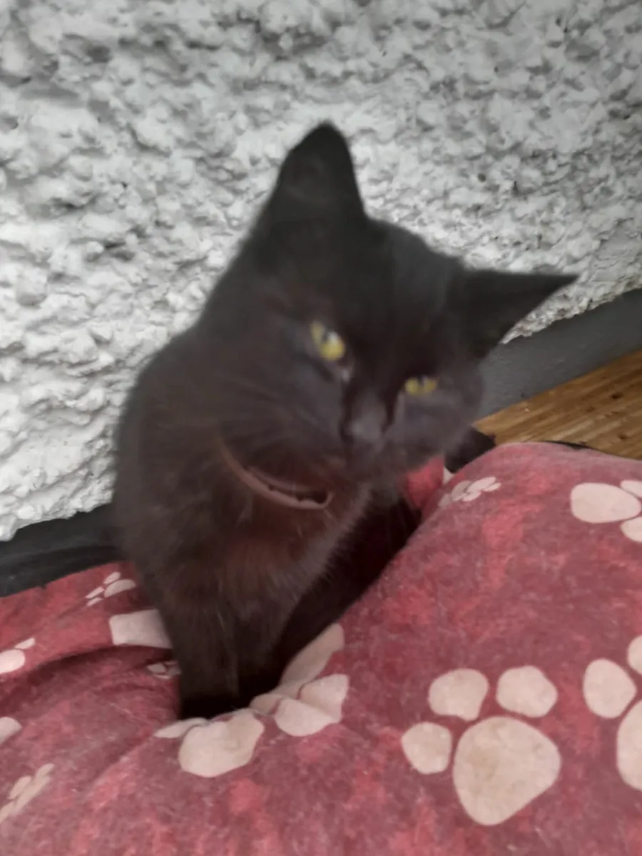 2 kittens for sale - Image 4