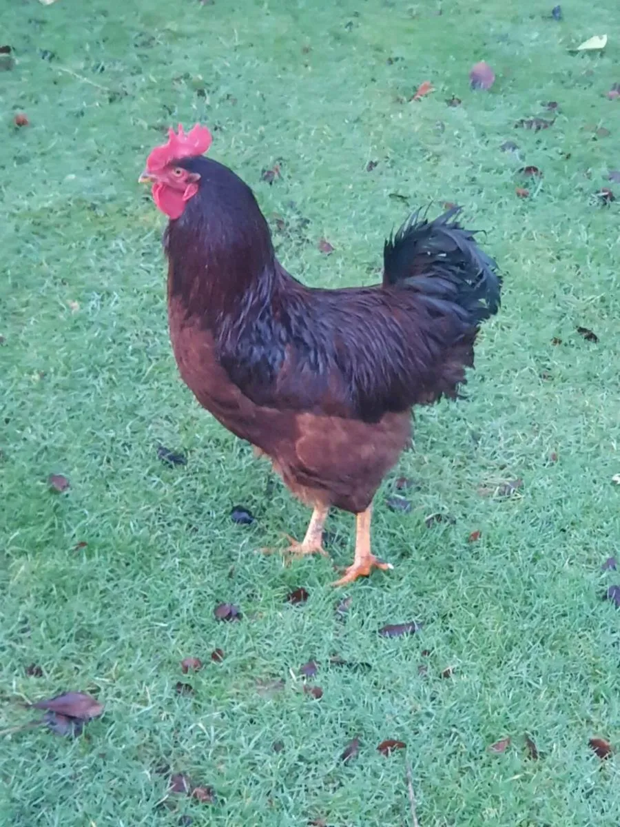 Roosters free - Image 1