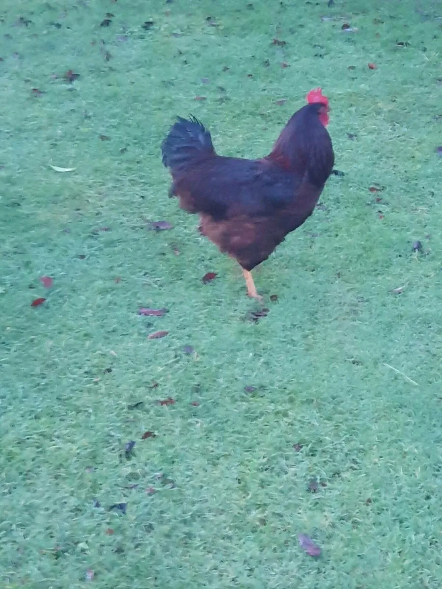 Roosters free - Image 2