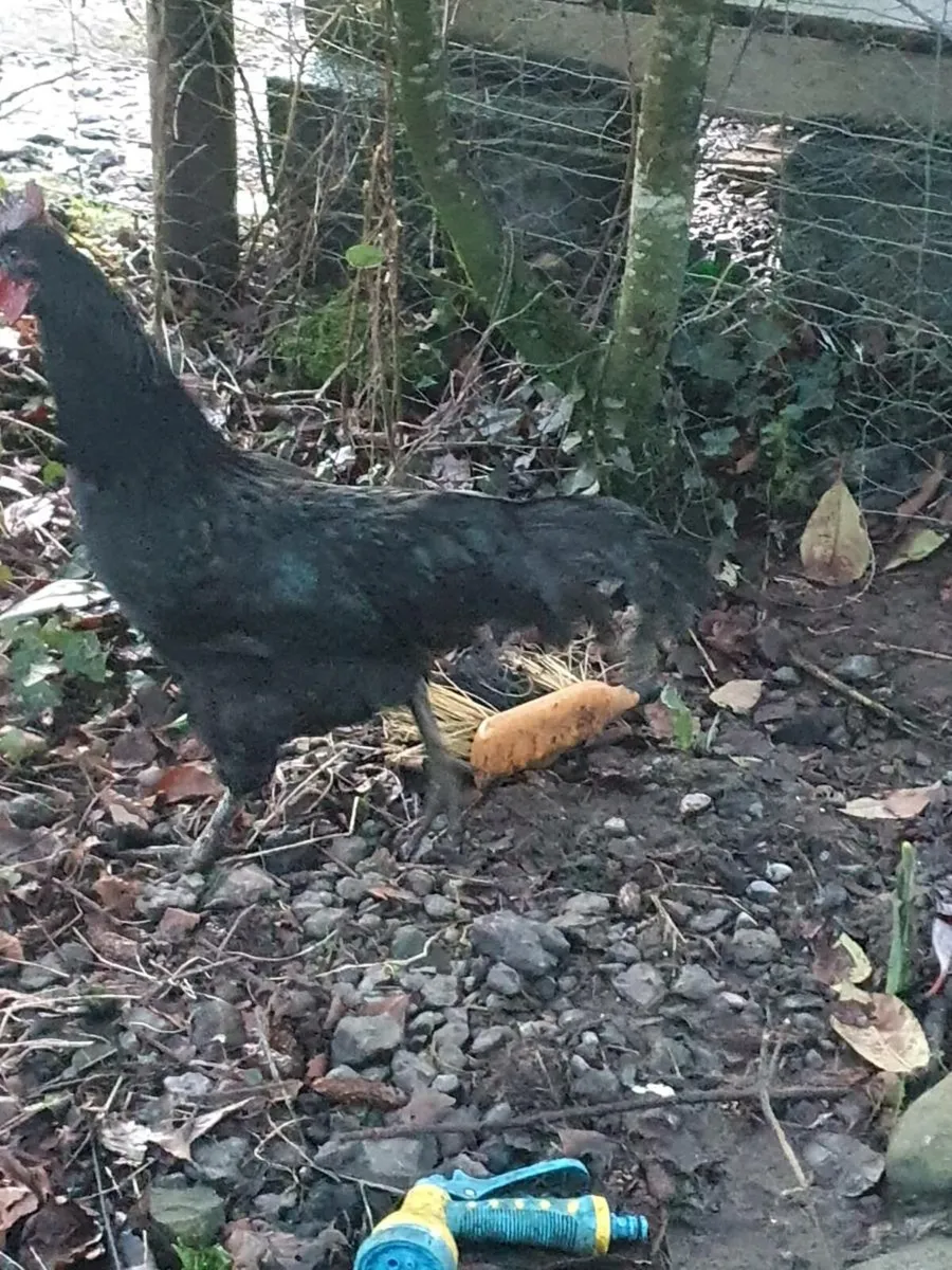 Roosters free - Image 3