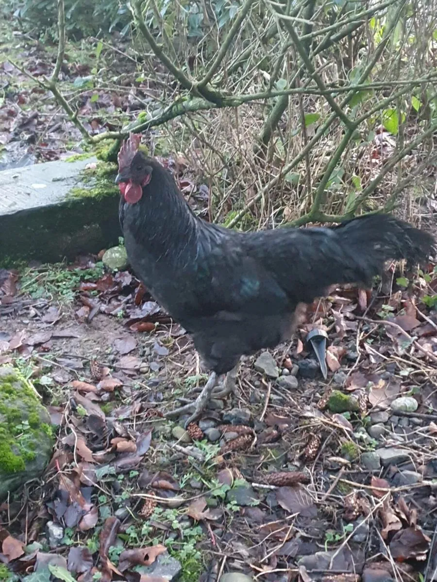 Roosters free - Image 4