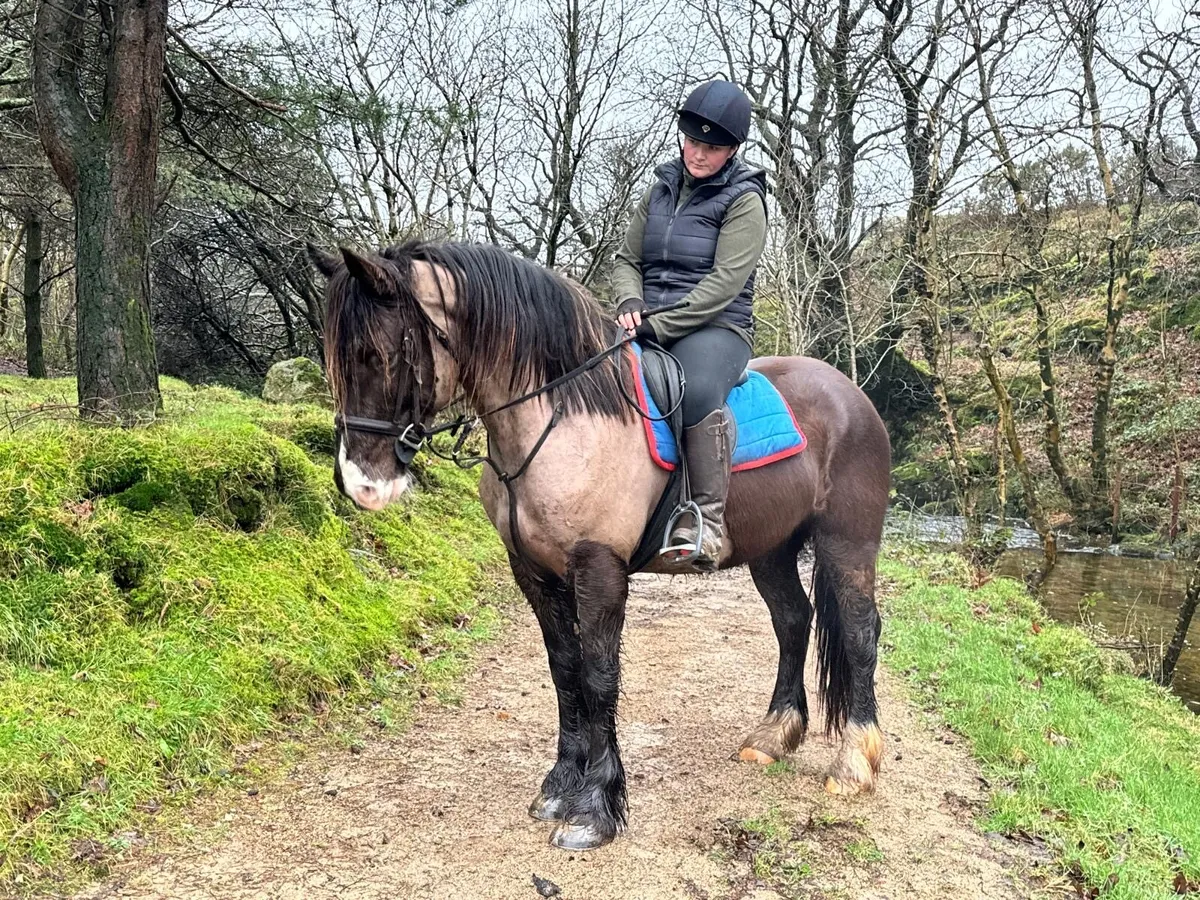 15hh Riding cob - Image 2