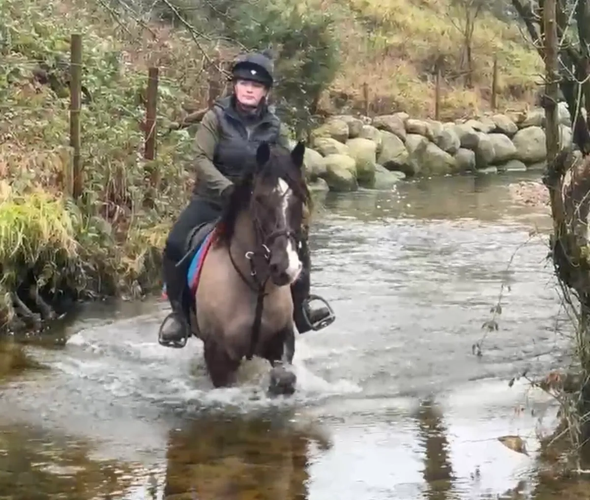 15hh Riding cob - Image 3