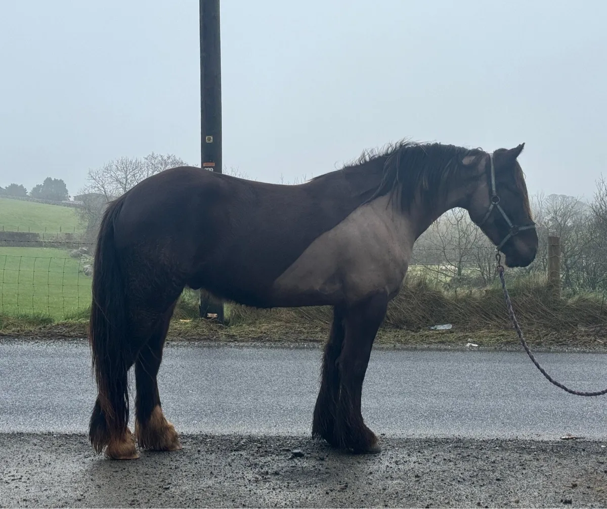15hh Riding cob - Image 1