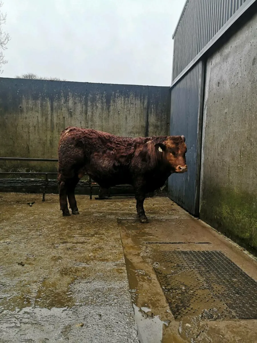 Lim weanling bull - Image 1
