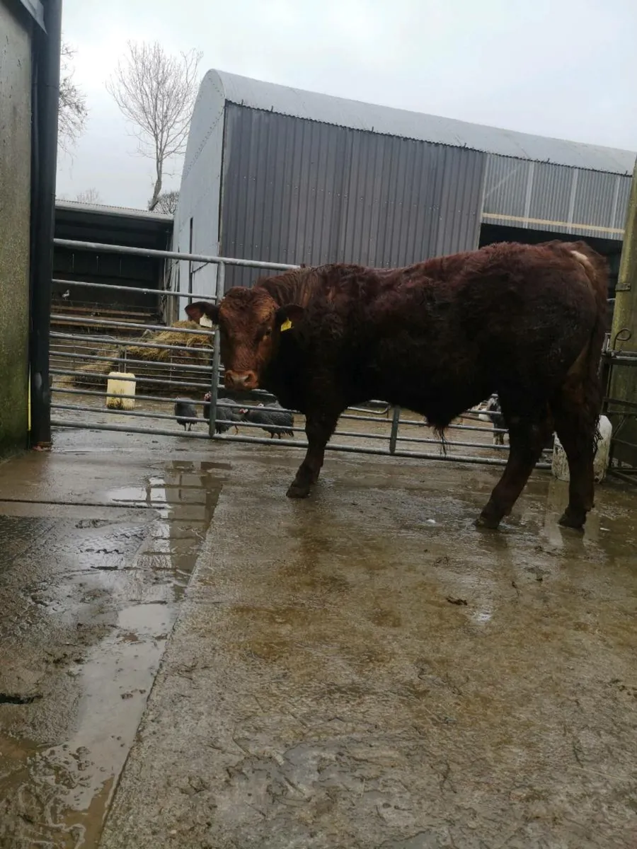 Lim weanling bull - Image 3