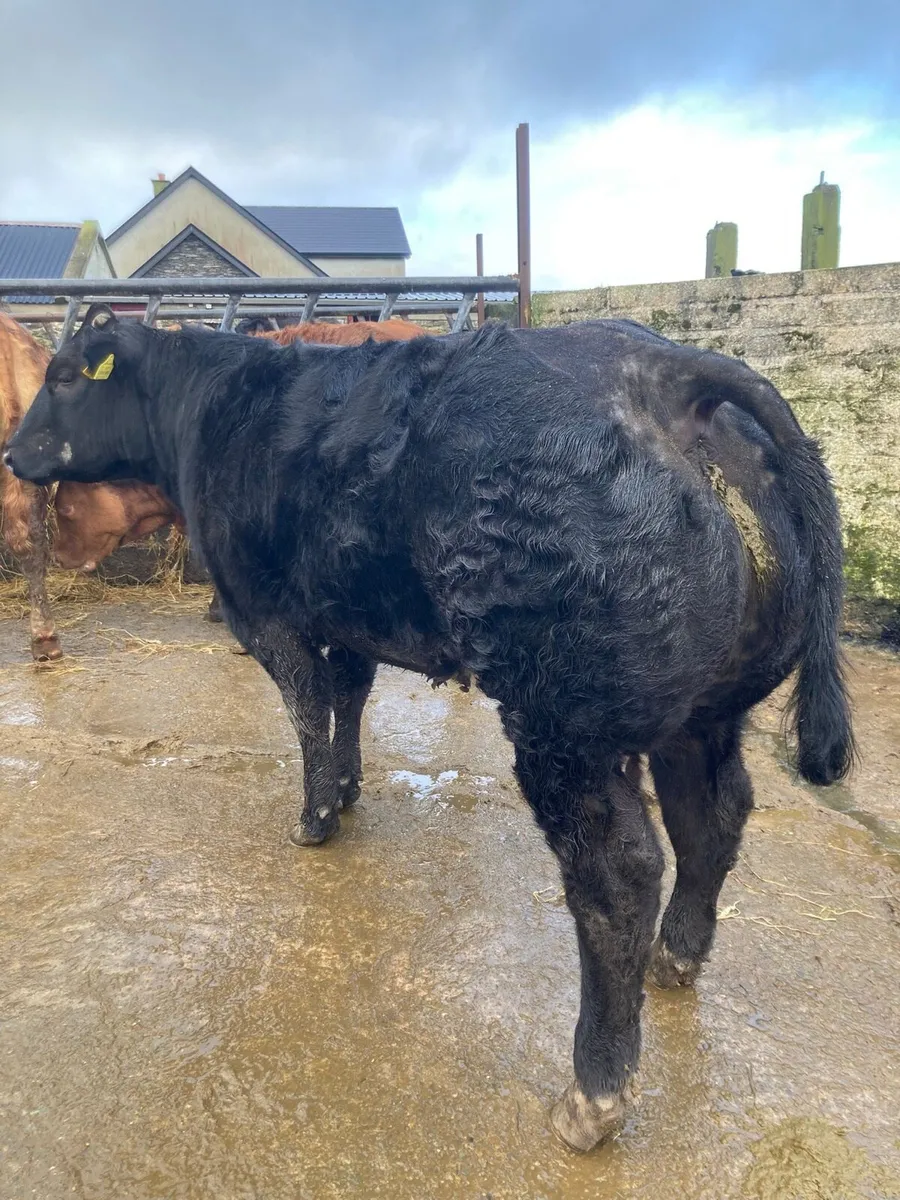 💥Breeding Heifers💥 - Image 2