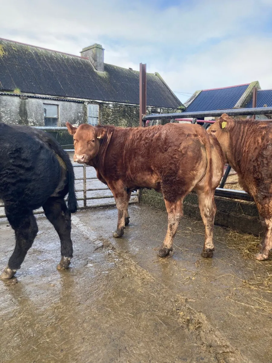 💥Breeding Heifers💥 - Image 4