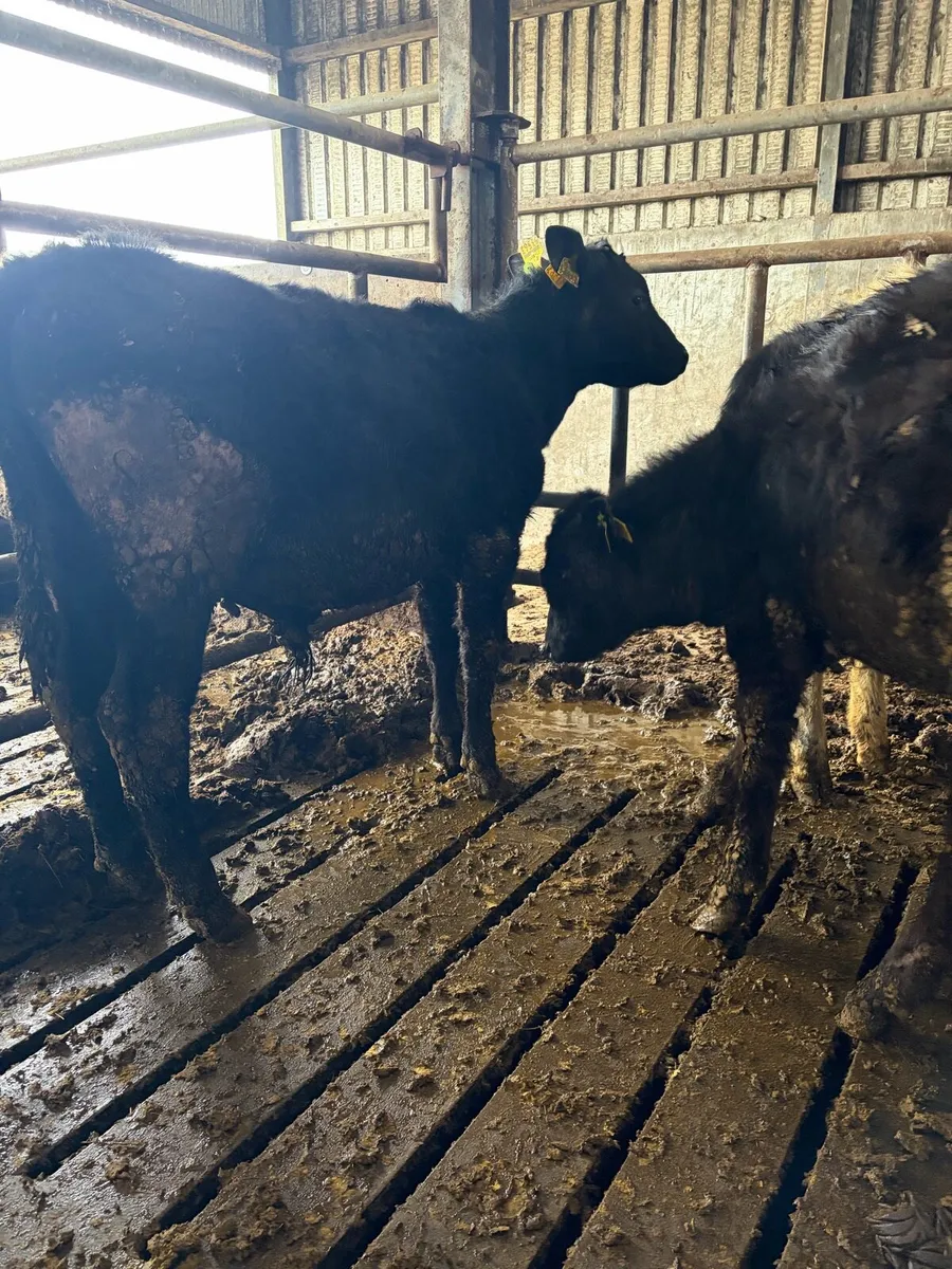 Angus runners - Image 1