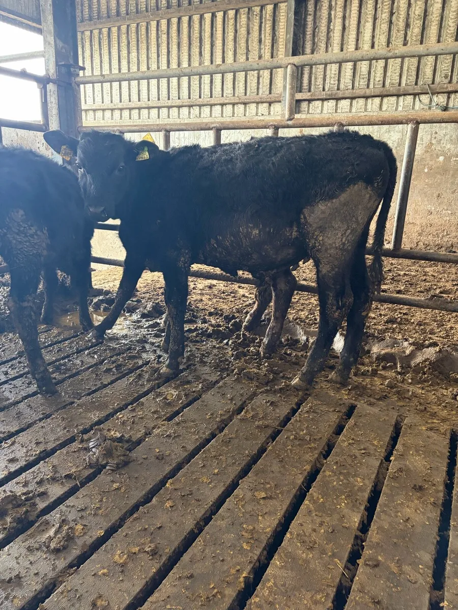 Angus runners - Image 2