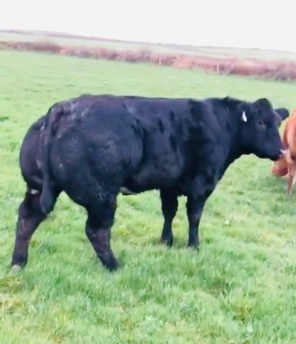 💥Breeding Heifers💥 - Image 1