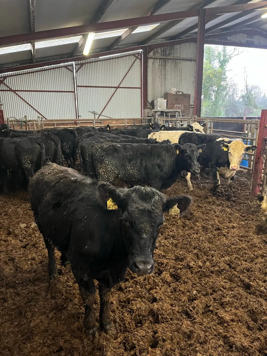 AAX/HEX Heifers - Image 1