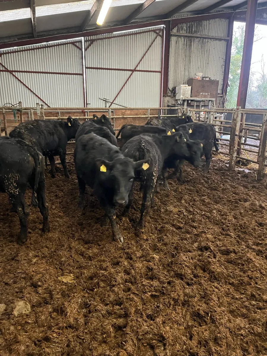 AAX/HEX Heifers - Image 2