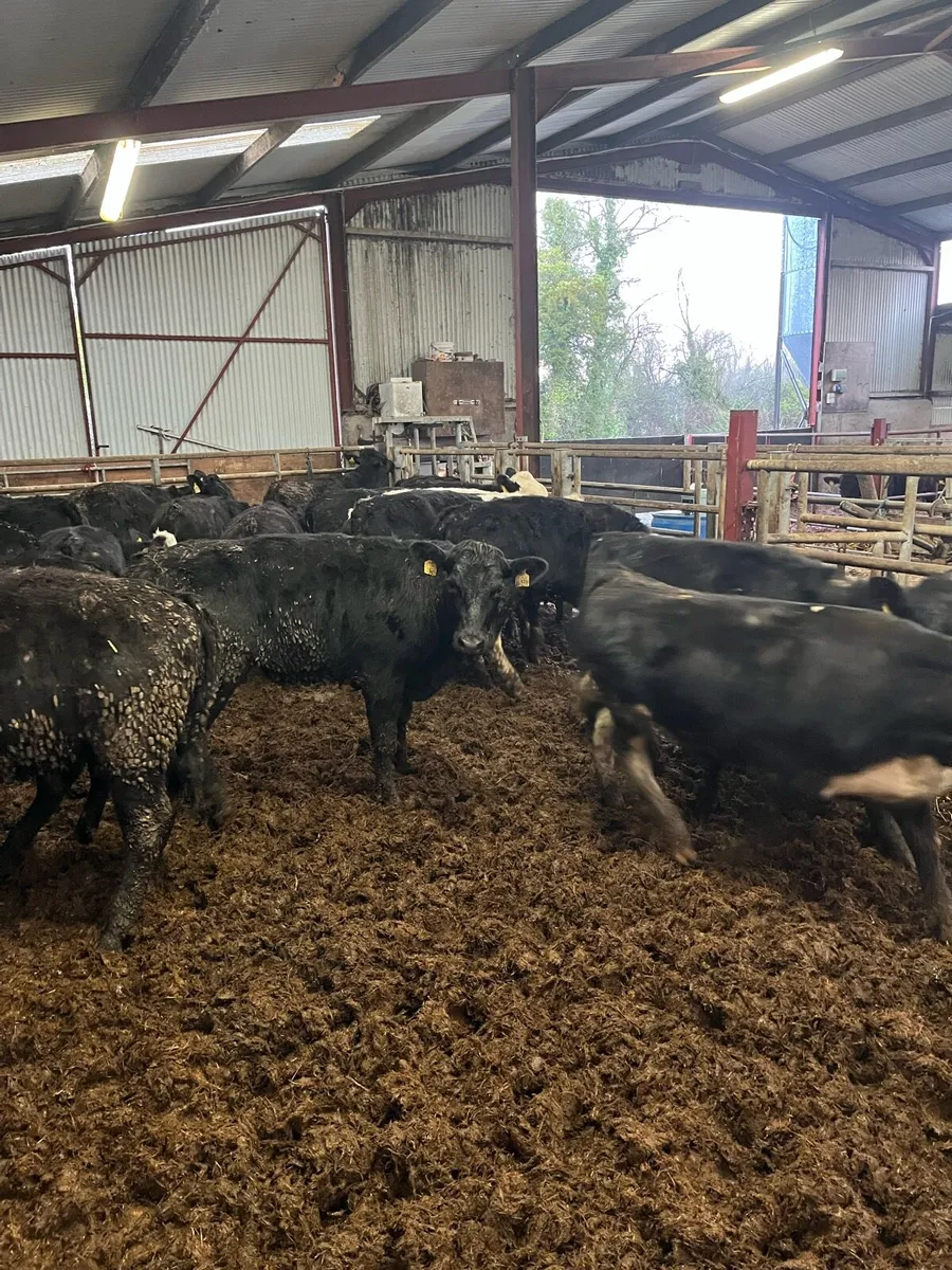 AAX/HEX Heifers - Image 3