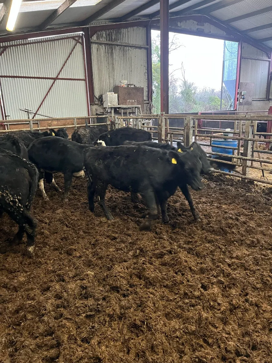 AAX/HEX Heifers - Image 4