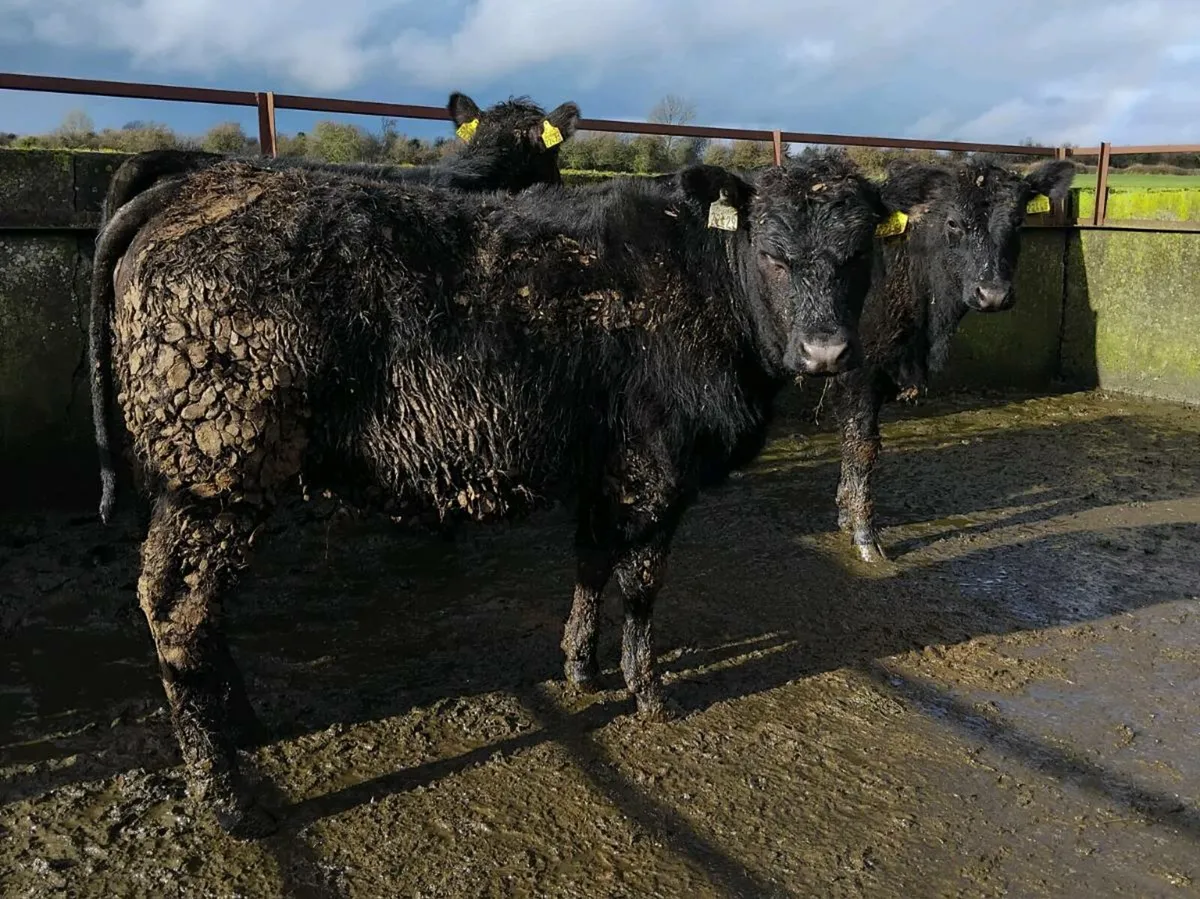 🐄Weaning heifers 🐄 - Image 1