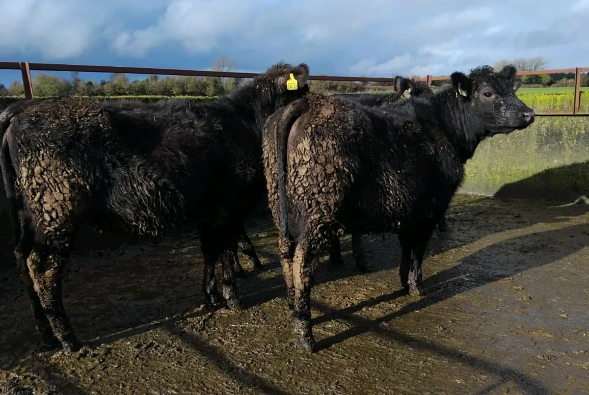 🐄Weaning heifers 🐄 - Image 2