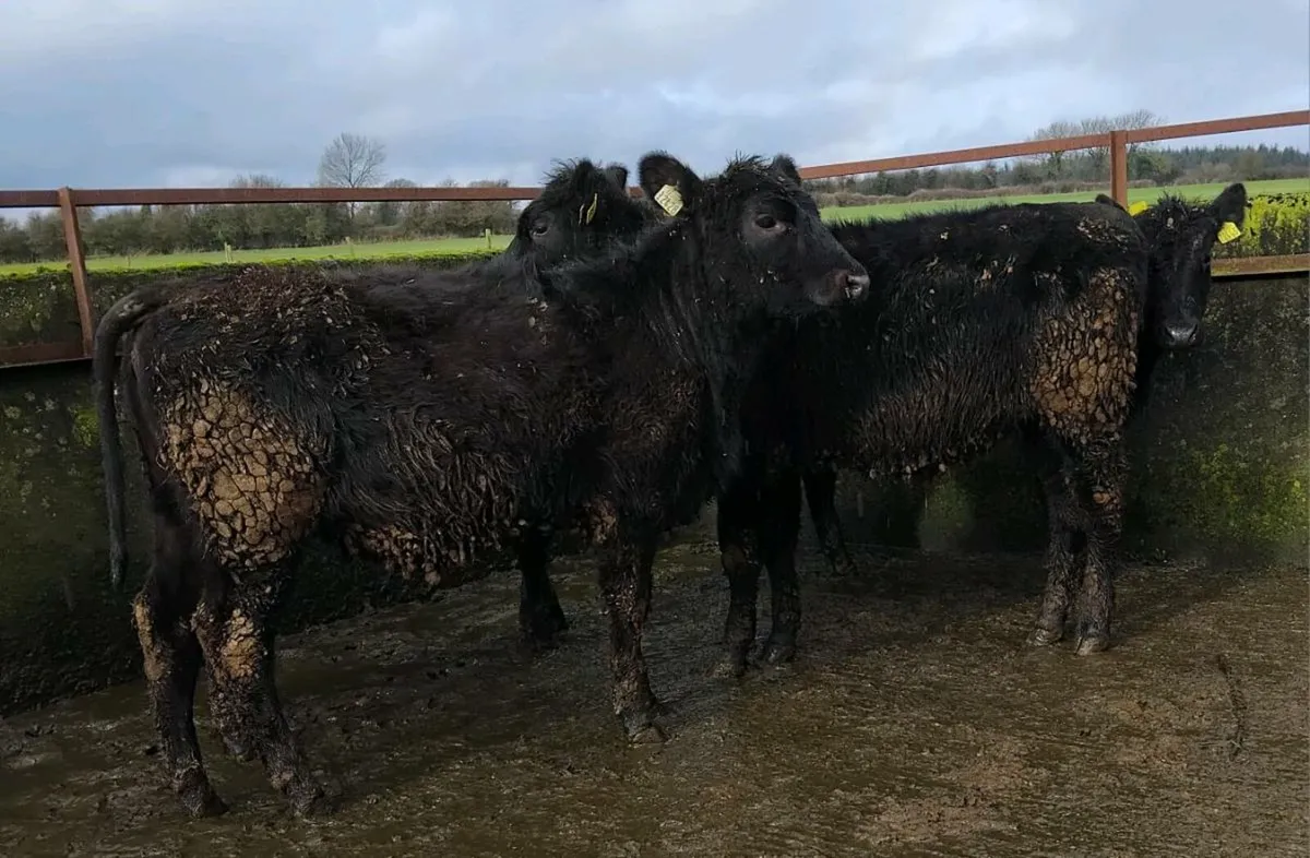 🐄Weaning heifers 🐄 - Image 3