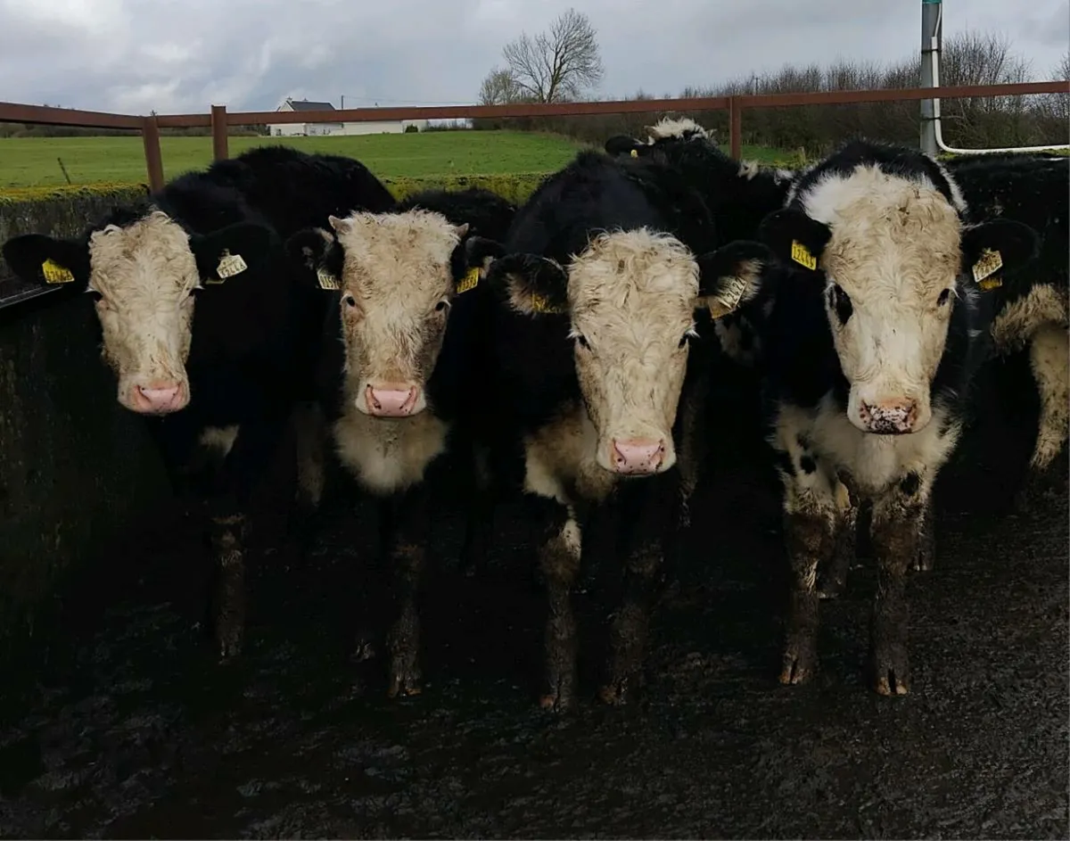 🐄Weaning heifers 🐄 - Image 4