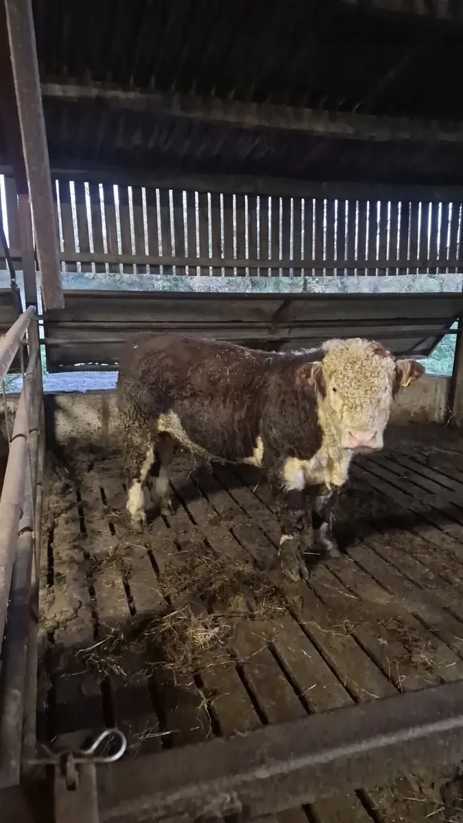 Hereford bulls - Image 1