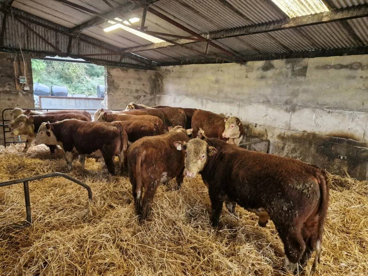 Hereford bulls - Image 3