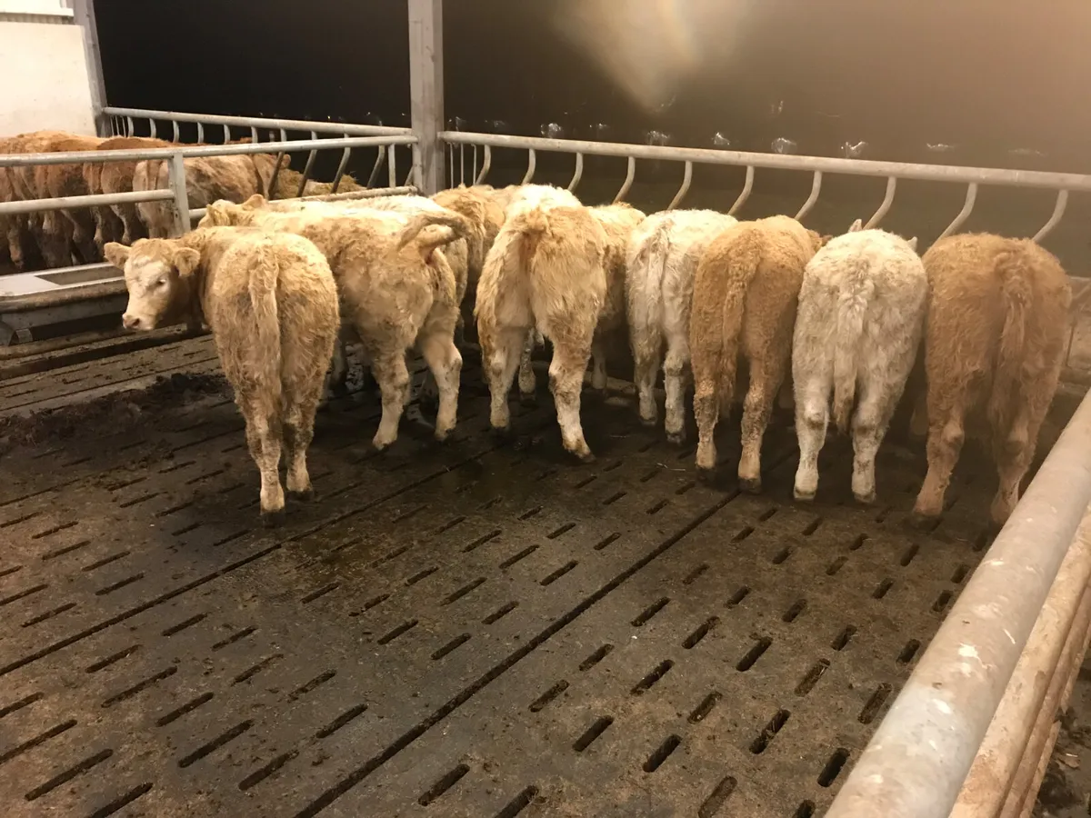 SMASHING HEIFERS 250kg up to 400kg - Image 2