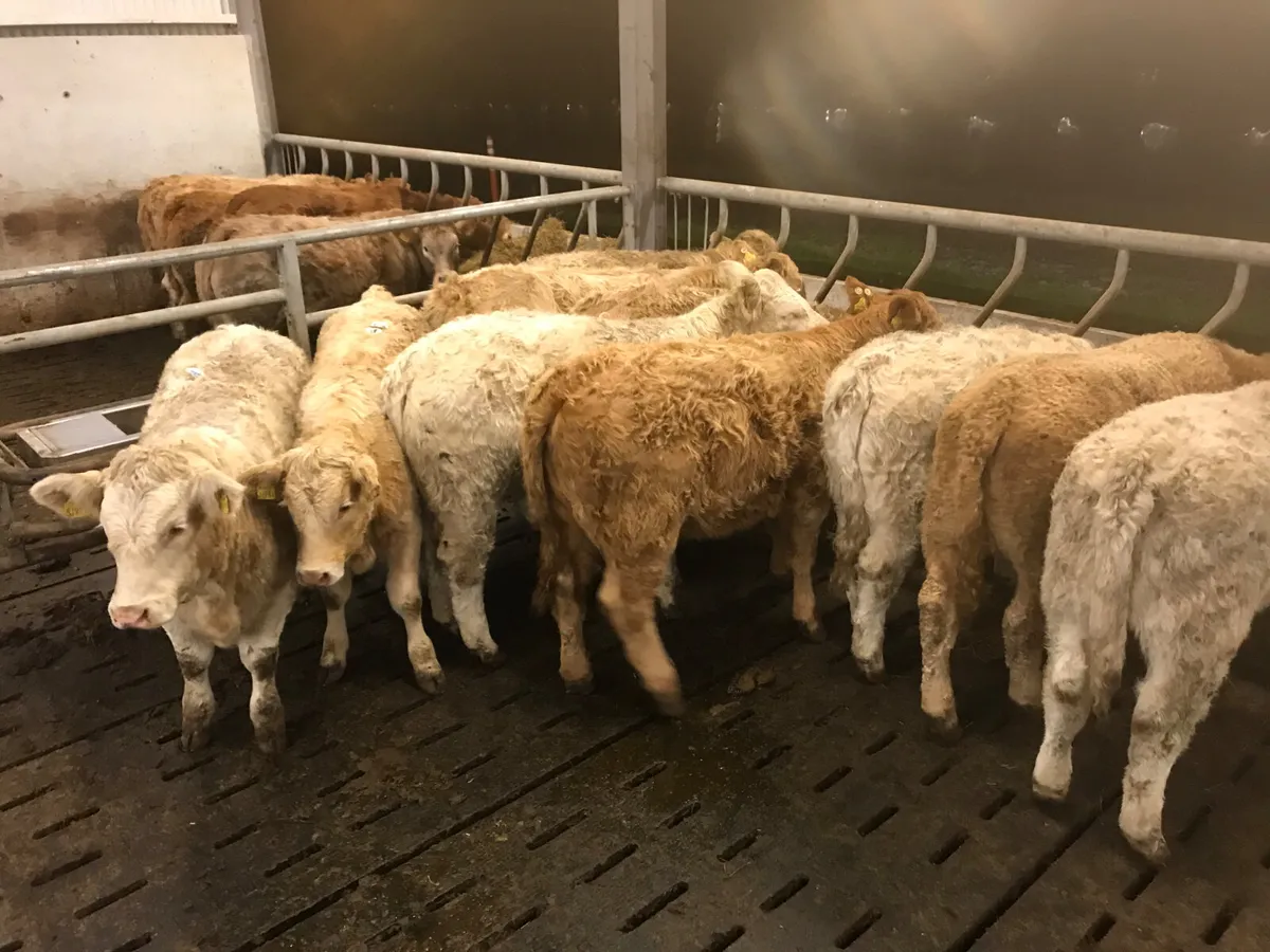 SMASHING HEIFERS 250kg up to 400kg - Image 4