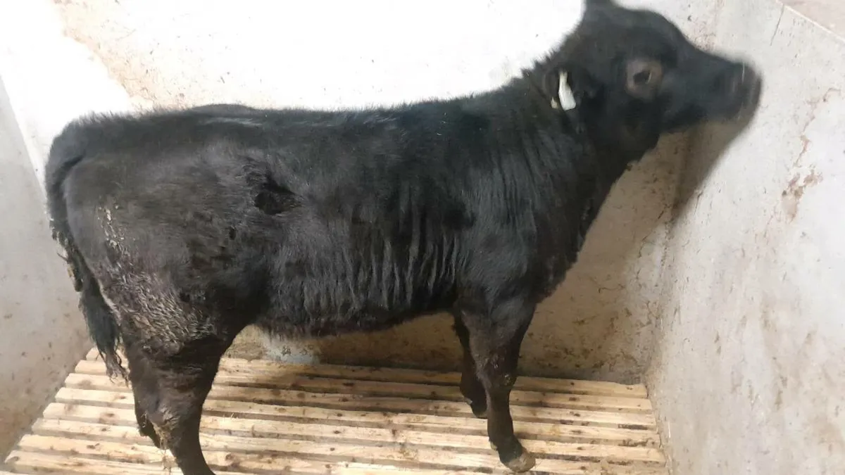 Good Quality AA Heifer Bucket Fed Calf - Image 2
