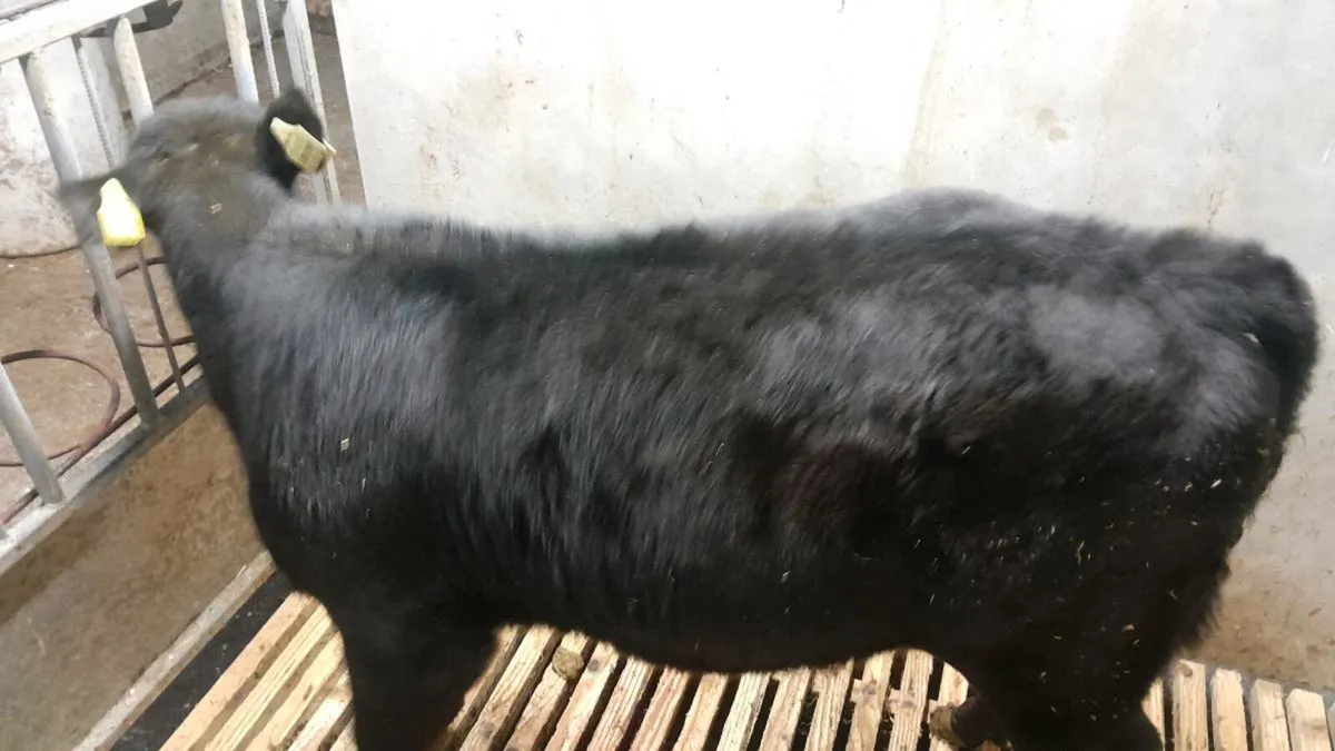 Good Quality AA Heifer Bucket Fed Calf - Image 1