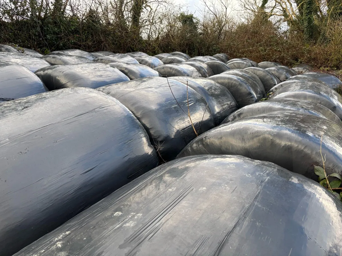 Silage bales top  quality Lissycasey area - Image 2