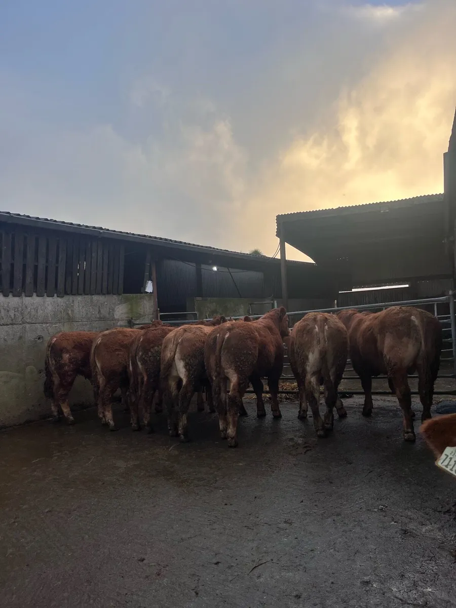 LMX bull Weanlings for Gort Mart - Image 4