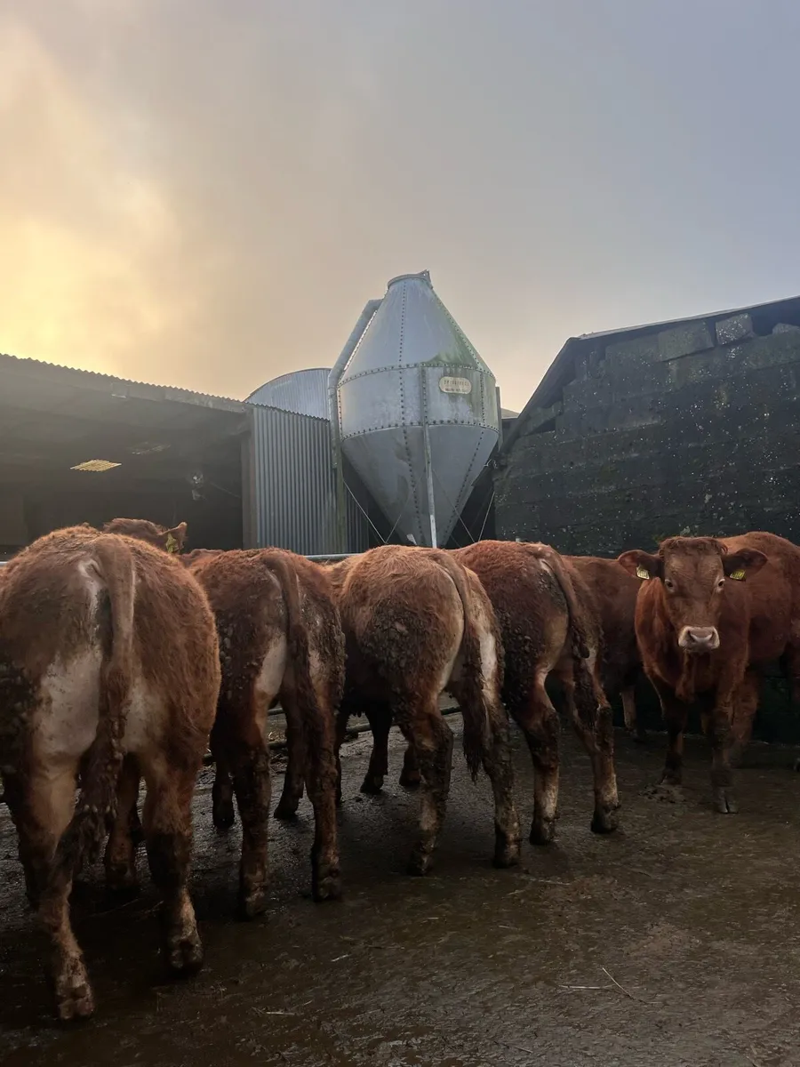 LMX bull Weanlings for Gort Mart - Image 1