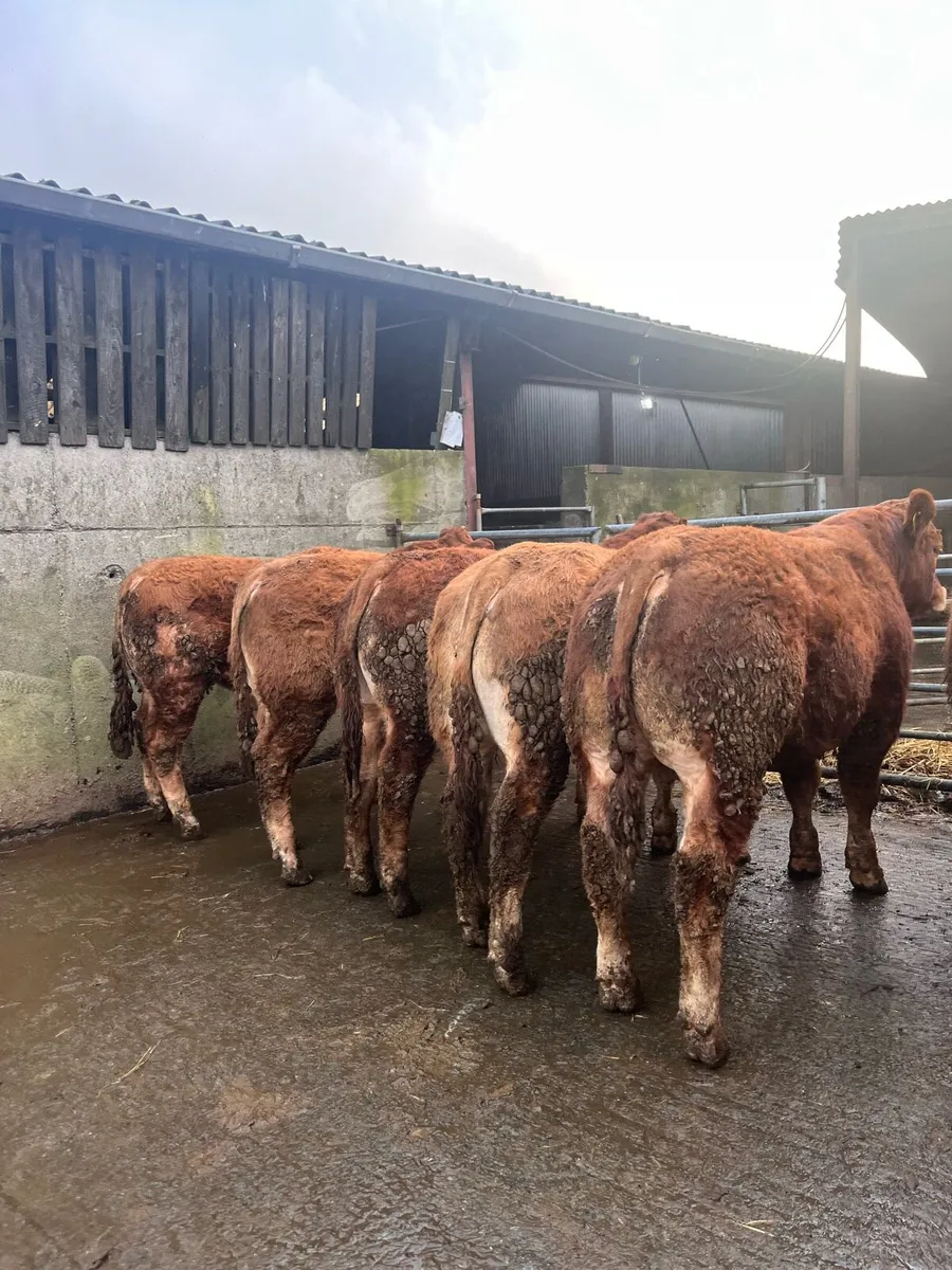LMX bull Weanlings for Gort Mart - Image 2