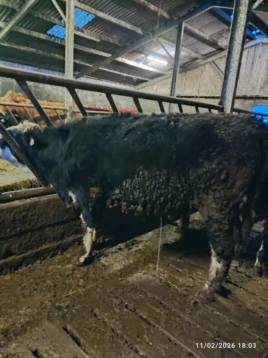 Hereford bullocks - Image 4