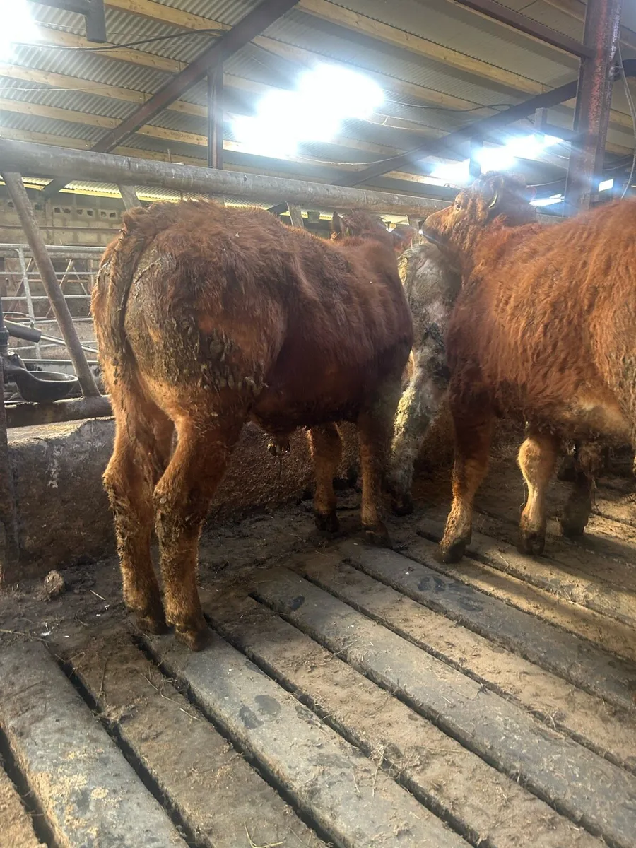 Continental Weanling Bullocks - Image 1