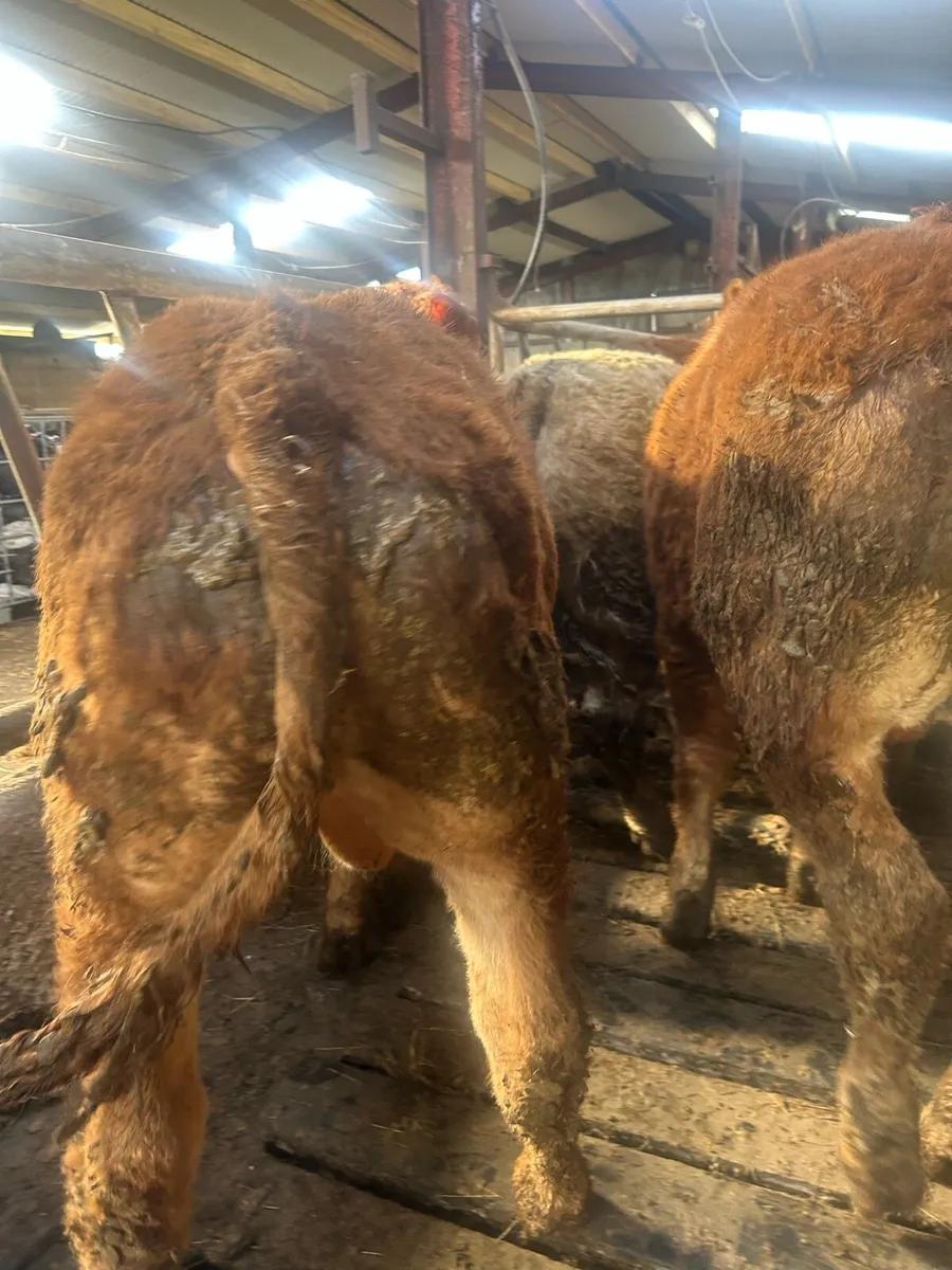 Continental Weanling Bullocks - Image 2