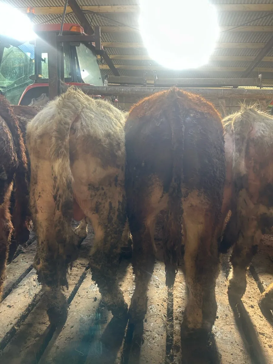 Continental Weanling Bullocks - Image 4